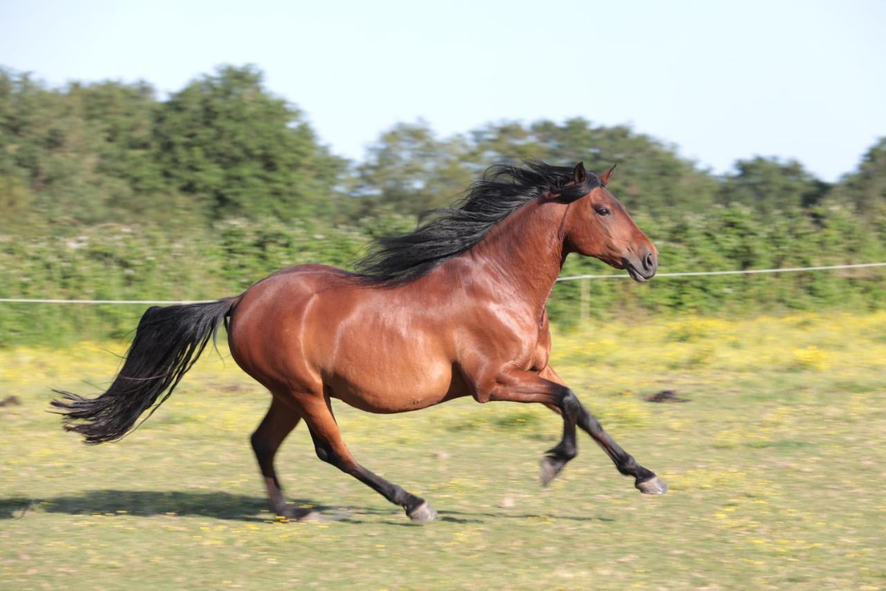 Relais De Chasse La Chaignaie Saint-Hilaire-de-Loulay Bagian luar foto